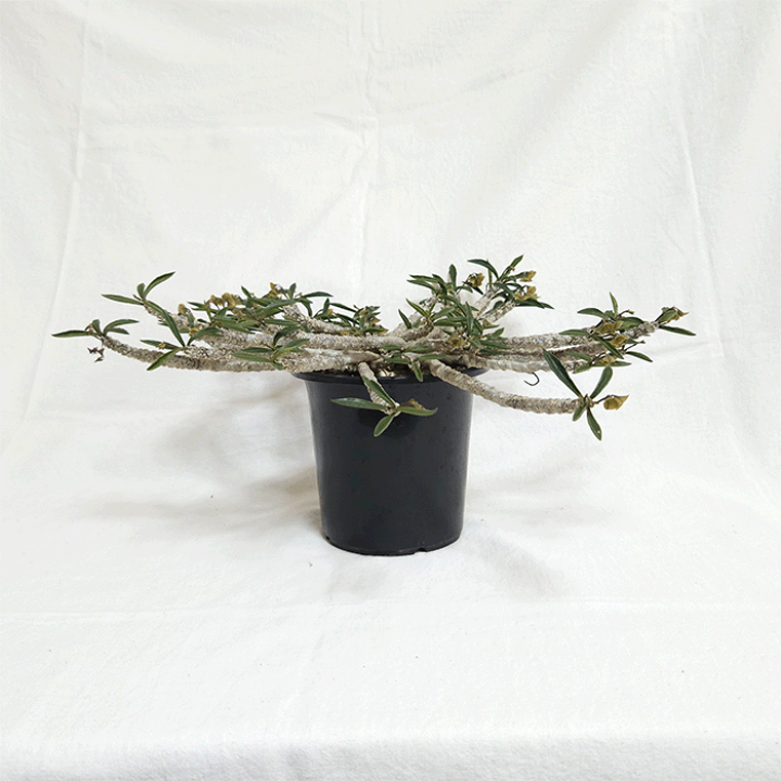 楽天市場】ユーフォルビア キリンドリフォリア トゥビフェラ 4号 プラ