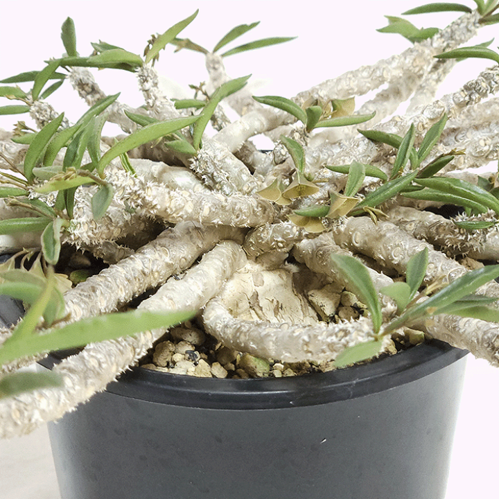 【希少大株】ユーフォルビアキリンドリフォリアトゥビフェラ 塊根植物 植物の紹介です🌱﻿ ﻿ \ キリンドリフォリア トゥビフェラ