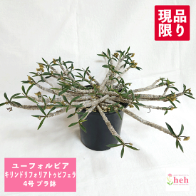 ユーフォルビア キリンドリフォリア トゥビフェラ 4号 プラ鉢 販売 鉢 コーデックス 塊根 種類 筒葉ちび花キリン 珍奇 ビザール プランツ 屋外 室内 希少 花 販売 多肉 観葉 植物 ギフト 花キリン 開店 新築 結婚記念日 贈り物 プレゼント 記念日 誕生日 お祝い 鉢物 珍しい