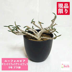 [tHrA LhtHA gDrtF 5 v ̔  R[fbNX   O    ̔  ϗt A Mtg ԃL JX Vz LO 蕨 v[