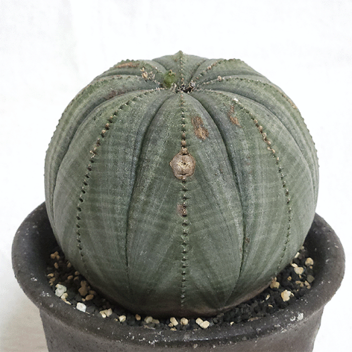 楽天市場】観葉植物 ユーフォルビア オベサ シンメトリカ 多肉