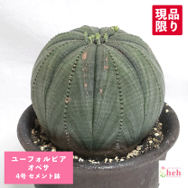 ⭐︎専用中⭐︎ユーフォルビア　オベサ　オス株♂ プレステラ120深鉢 ユーフォルビア オベサ オス株♂ プレステラ120深鉢 【木質化