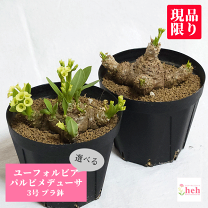楽天市場】ユーフォルビア 種(花・ガーデン・DIY)の通販 楽天市場】ユーフォルビア 種(花・ガーデン・DIY)の通販