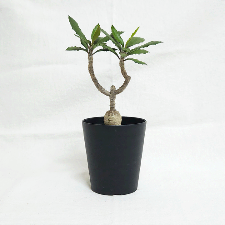 楽天市場】ユーフォルビア スザンナエ マルニエラエ 3号 セラアート鉢