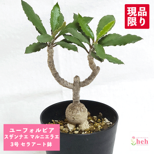 [tHrA XUiG }jGG 3 ZA[g R[fbNX   ϗt vc A Mtg  O    JX Vz LO 蕨 v[g LO r