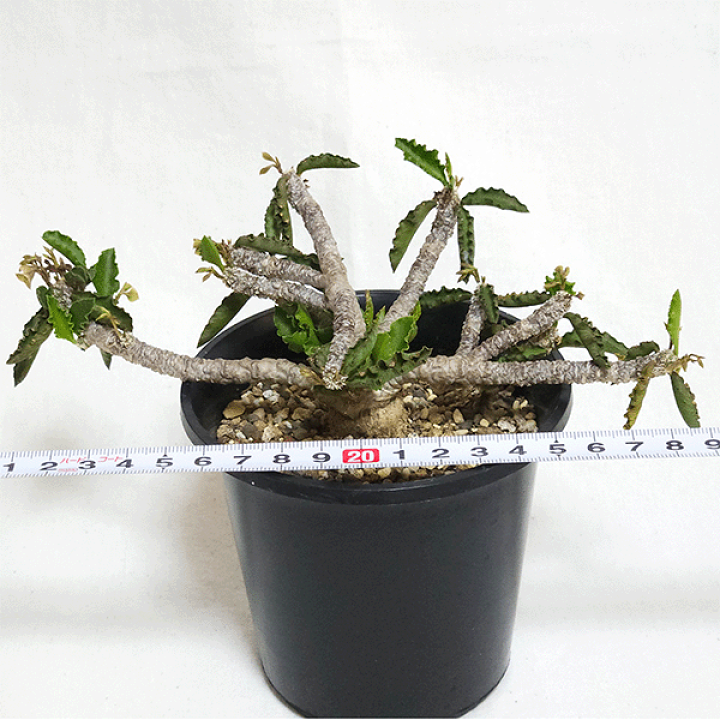 【鉢植え・送料込】ユーフォルビア ユニスピナ 沖縄育ち 鉢植え・送料込】ユーフォルビア ユニスピナ 沖縄育ち - メルカリ