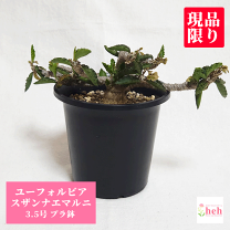 楽天市場】コーデックス 種（種類（植物）ユーフォルビア）の通販