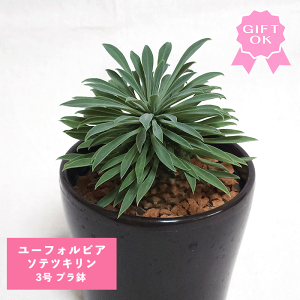 [tHrA \ecL 3 v hSi pCibvR[ R[fbNX q  y  v[g   rU[ vc O ʔ ϗt  Mtg   JX a