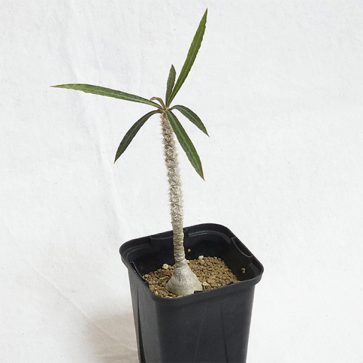 ユーフォルビア　ワリンギアエ　塊根植物 観葉植物　レア ユーフォルビア ワリンギアエ 塊根植物 レア - メルカリ