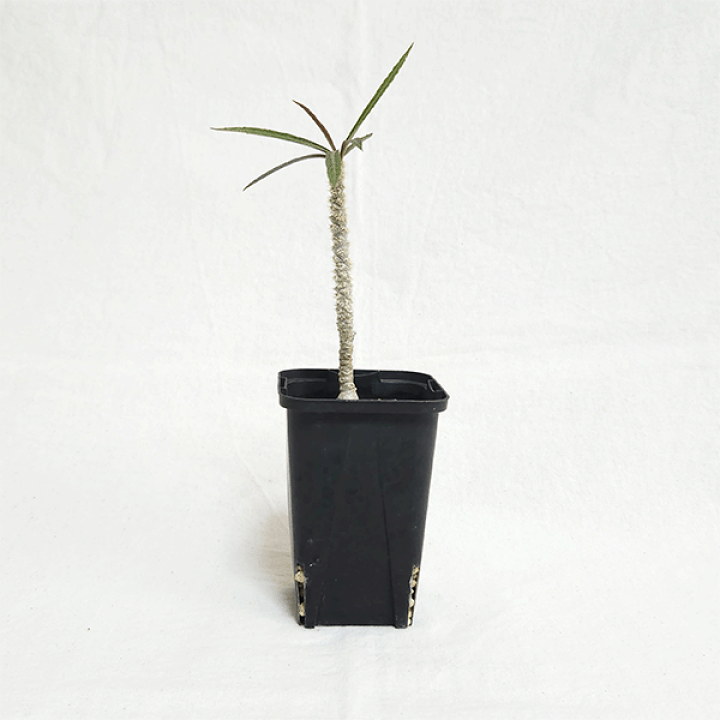 ユーフォルビア　ワリンギアエ　塊根植物 観葉植物　レア ユーフォルビア ワリンギアエ 塊根植物 レア - メルカリ