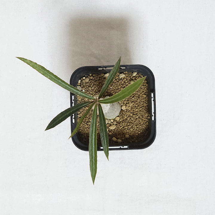 ユーフォルビア　ワリンギアエ　塊根植物 観葉植物　レア ユーフォルビア ワリンギアエ 塊根植物 観葉植物 レア