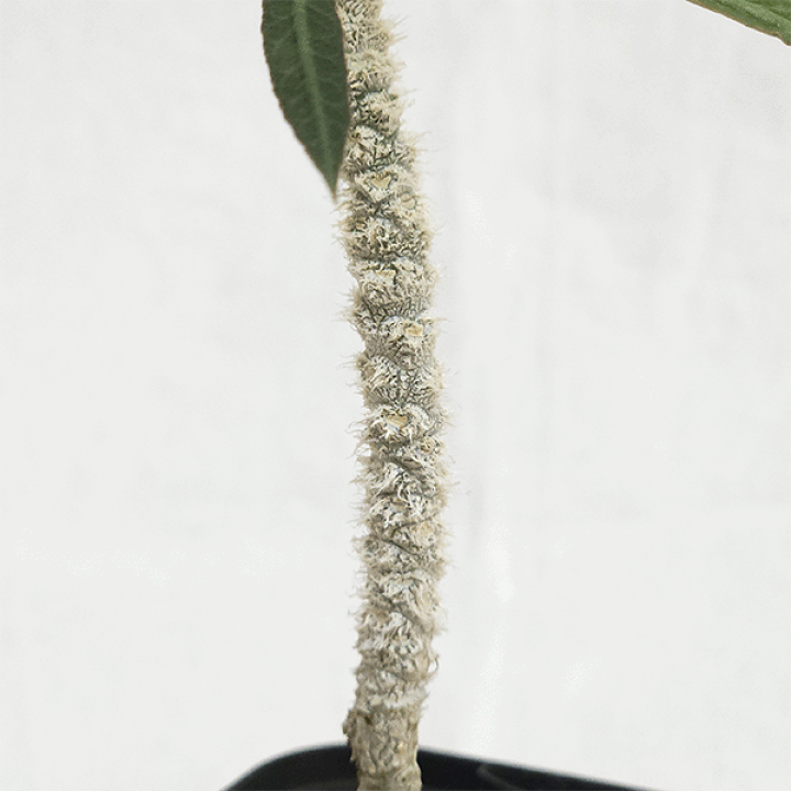 ユーフォルビア　ワリンギアエ　塊根植物 観葉植物　レア ユーフォルビア ワリンギアエ 塊根植物 レア - メルカリ
