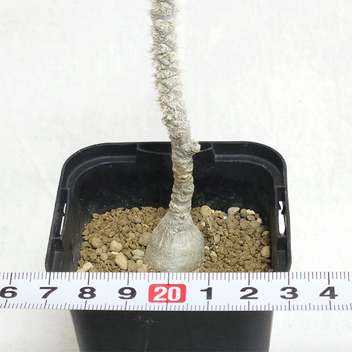 ユーフォルビア　ワリンギアエ　塊根植物 観葉植物　レア eh-wge25.gif