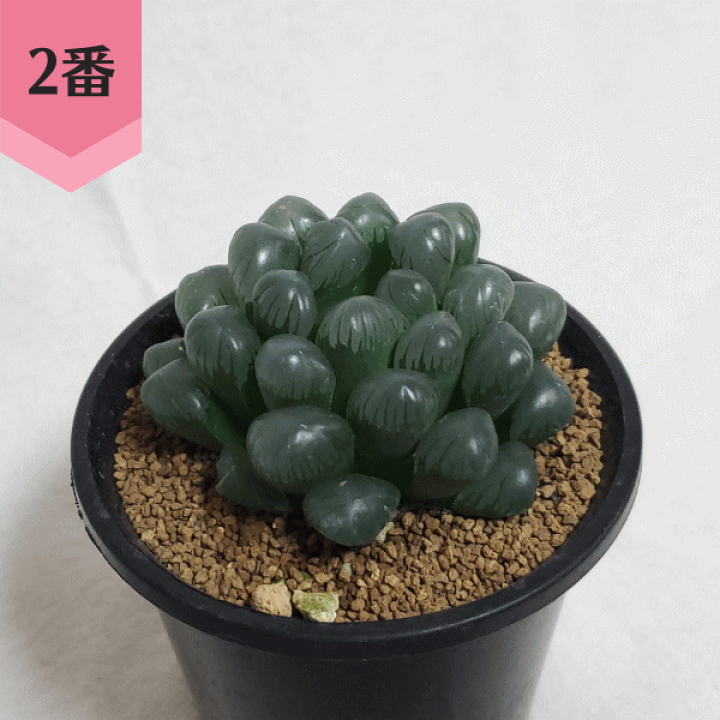 ハオルチア 紫オブツーサ 乱れ玉露 「多肉植物 ハオルシア」