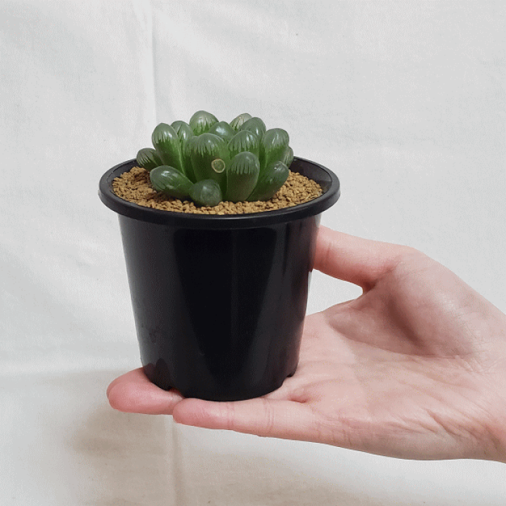 ハオルチア 紫オブツーサ 乱れ玉露 「多肉植物 ハオルシア」