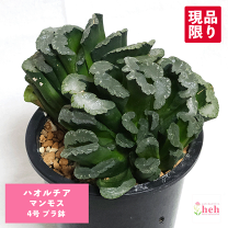 楽天市場】ハオルチア 玉扇の通販