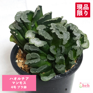 多肉植物 玉扇 ハオルチア 観葉植物」の人気商品一覧 | 安い商品を通販