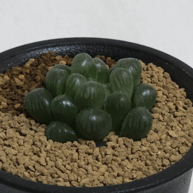 楽天市場 オブツーサ 花 観葉植物 花 ガーデン Diy の通販