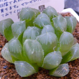 これまでで最高の日陰 でも 育つ 多肉 植物 すべての美しい花の画像