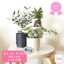 パキポディウム 光堂 観葉植物 塊根植物 多肉植物 ビザールプランツ