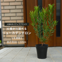 楽天市場】リューカデンドロン ハーベストの通販