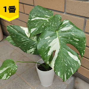 (専用)モンステラ　4 観葉植物 モンステラ 4号」の人気商品一覧 | 安い商品を通販