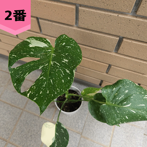 観葉植物 モンステラ 斑入り」の人気商品一覧 | 安い商品を通販