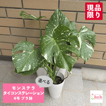 ポン太　同時梱包割引 モンステラ76 斑入　親株フルミント D46 斑入りモンステラ ボルシギアナ ホワイトタイガー ハーフ