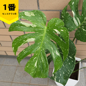 Xe ^CRXe[V 6 v Xe  rU[  ̔  v[g vc ϗt  A  ^ CeA    悤 ɂ K[