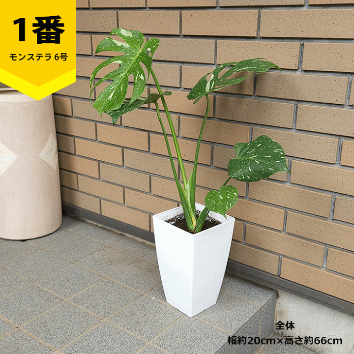 【現品】モンステラ・タイコンステレーション　6号　黒鉢　（1） 現品】モンステラ・タイコンステレーション 6号 黒鉢 （1）