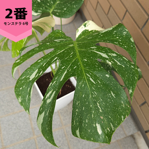 Xe ^CRXe[V 6 v Xe  rU[  ̔  v[g vc ϗt  A  ^ CeA    悤 ɂ K[