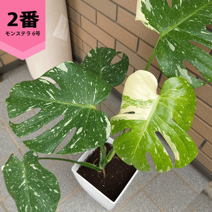 【現品】モンステラ・タイコンステレーション　6号　黒鉢　（1） 現品】モンステラ・タイコンステレーション 6号 黒鉢 （1）