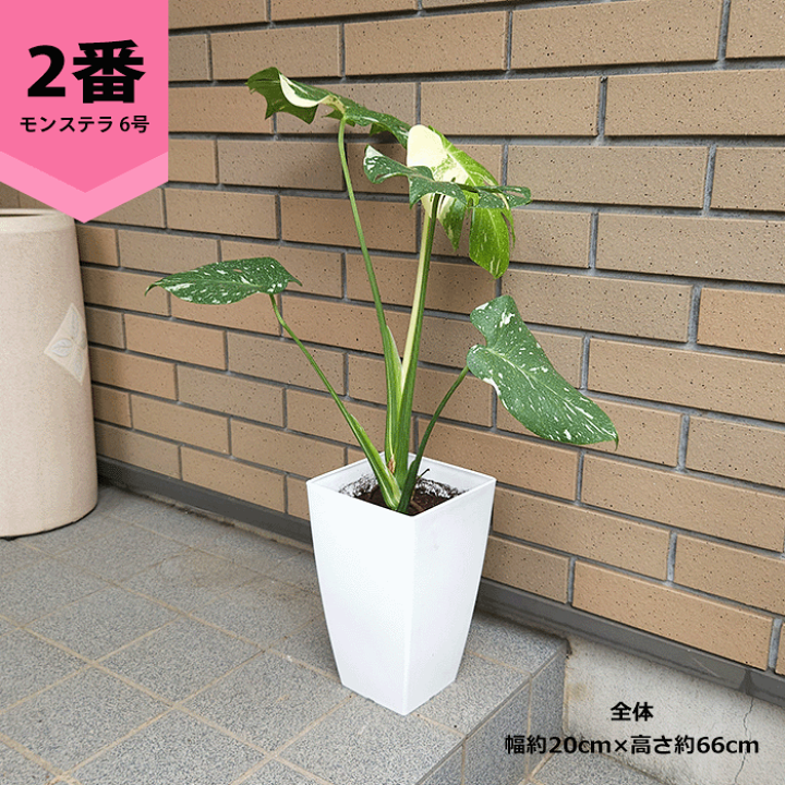 K*i様 【6号鉢植え替え済み活着】モンステラ　タイコンステレーション 6号鉢植え替え済み活着】モンステラ タイコンステレーション