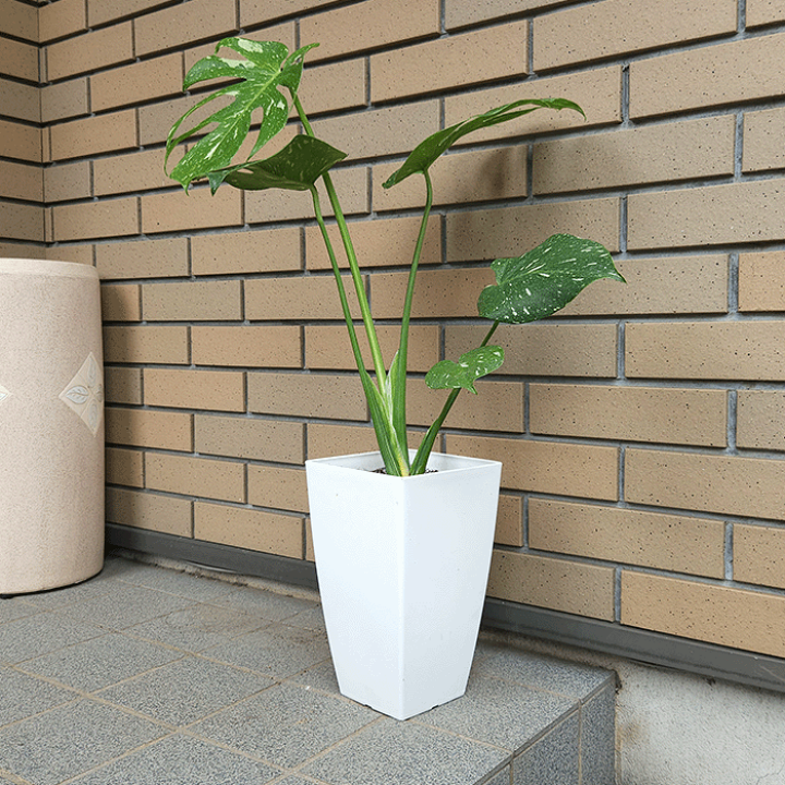 楽天市場】モンステラ タイコンステレーション 6号 プラ鉢