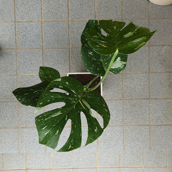 【現品】モンステラ・タイコンステレーション　6号　黒鉢　（3） 楽天市場】モンステラ タイコンステレーション 6号 プラ鉢