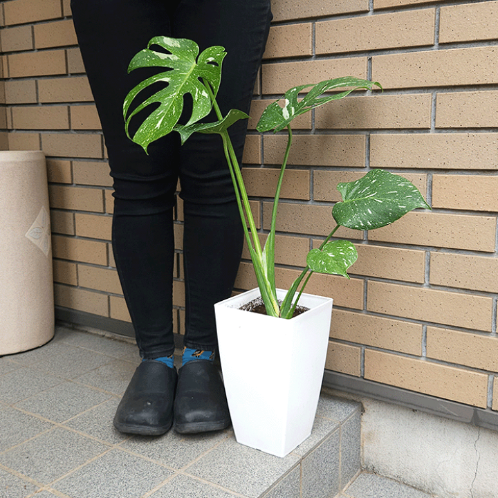 【現品】モンステラ・タイコンステレーション　6号　黒鉢　（1） 現品】モンステラ・タイコンステレーション 6号 黒鉢 （1）