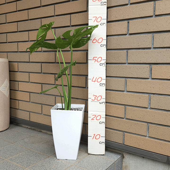 モンステラ　タイコンステレーション　斑入り　6号鉢つき　幹立ち❗ 斑入りモンステラ | タイコンステレーション - 観葉植物・多肉