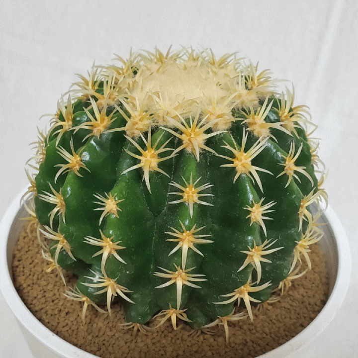 刺無王冠竜寄せ植え 6 0 セラアート鉢 サボテン フェロカクタス 観葉 多肉 植物 送料無料 インテリア 種類 プレゼント 毎週更新