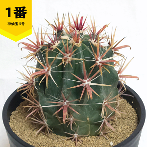 観葉植物 フェロカクタス」の人気商品一覧・価格比較 - 価格.com