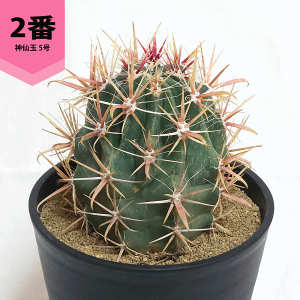 観葉植物 5号 サボテン」の人気商品一覧・価格比較 - 価格.com
