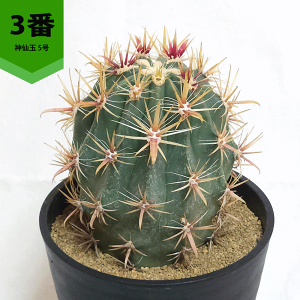 観葉植物 5号 サボテン 玉」の人気商品一覧・価格比較 - 価格.com