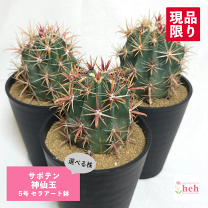 楽天市場】神仙玉の通販