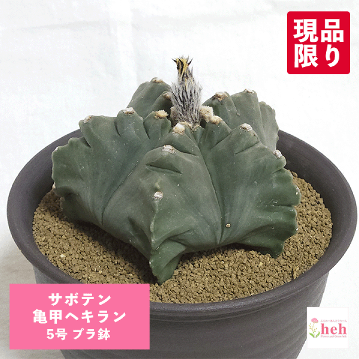 さぼてん 柱サボテン 4号(12cm) 選べるこだわりの品種！ – 鉢人