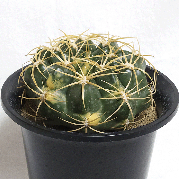 サボテン1  80円 柱サボテン L | 観葉植物の通販 AND PLANTS (アンドプランツ)