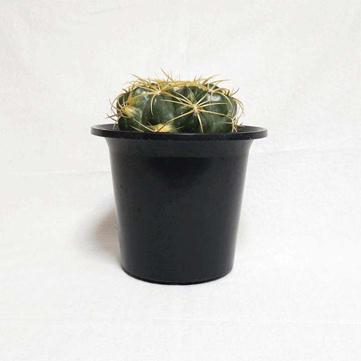 さぼてん様 サボテンブランチ 鬼面角 8号 H85 | 花屋つばき