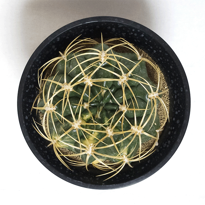 楽天市場】サボテン 金碧錦 5号 プラ鉢 鉢 種 錦 土 さぼてん