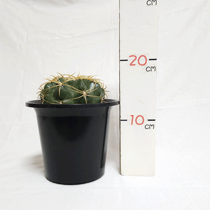 サボテン kazu サボテン 高砂丸の通販 by EX kazu｜ラクマ