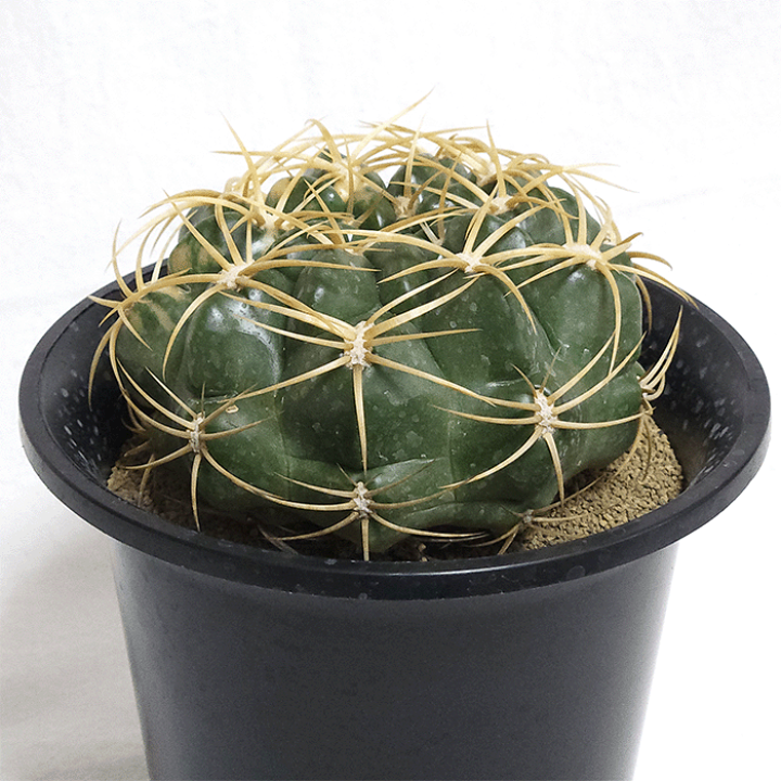 楽天市場】サボテン 金碧錦 5号 プラ鉢 鉢 種 錦 土 さぼてん