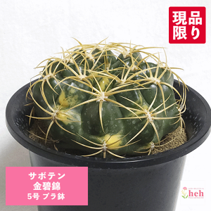 T{e ɋ 5 v    y ڂĂ MmJLE   ϗt  Mtg JX Vz   蕨 v[g LO  a j J T{e Fl