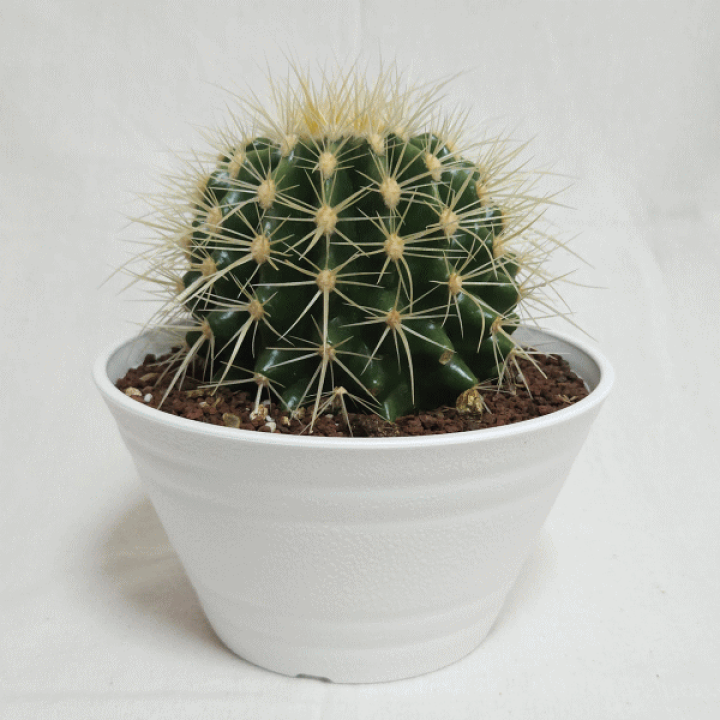 サボテン 金鯱 キンシャチ 7号 観葉植物 セラアート丸鉢 直径
